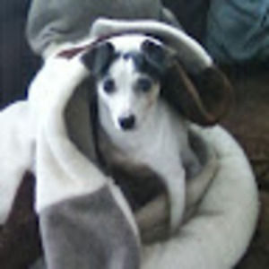 Meet your Posher, Patrick r.